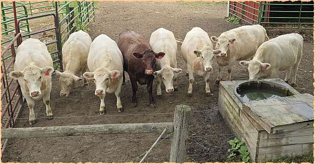 Heifers at DMH Cattle Co