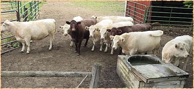 Heifers at DMH Cattle Co